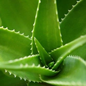 Naturkosmetik wird immer beliebter