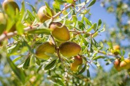 Das Öl der gelben Früchte wird für Arganöl Kosmetik verwendet 