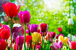 Frühlingsdüfte bei Flaconi entdecken! Frühlingsblumen - Tulpen auf einer Wiese