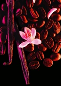 Weiße Blüten im Yves Saint Laurent Black Opium